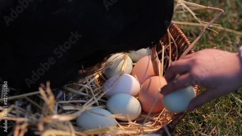 slow-motion of Svarthona sitting on eggs in basket on grassland and a woman's hand picks the eggs photo