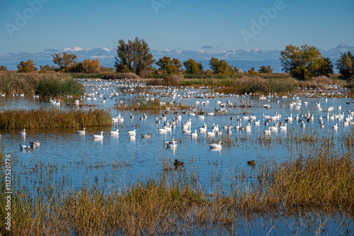 Snow Geese at the Sacramento National Wildlife Refuge.