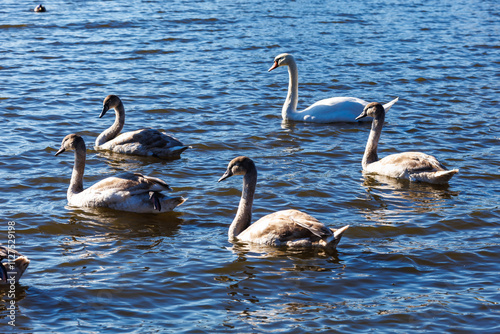 white young swans in lake with blue dark background photo