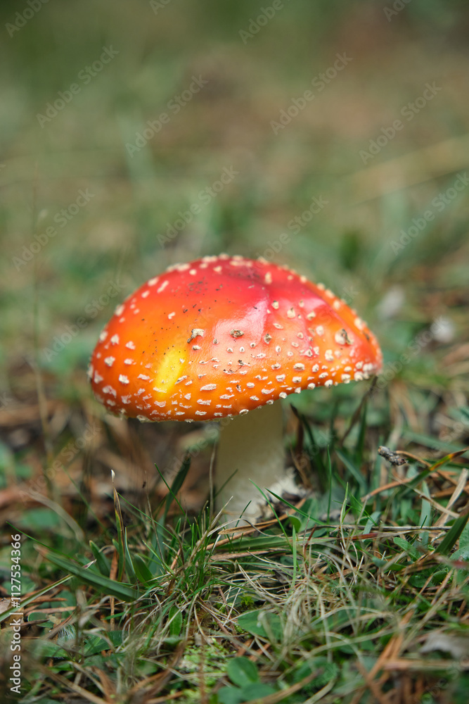 Beautiful fly agaric on a green meadow Beautiful fly agaric on a green meadow