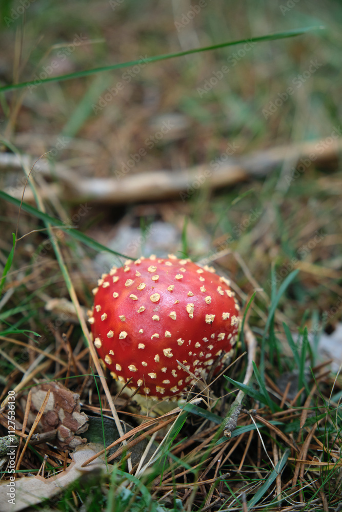 Beautiful fly agaric on a green meadow Beautiful fly agaric on a green meadow