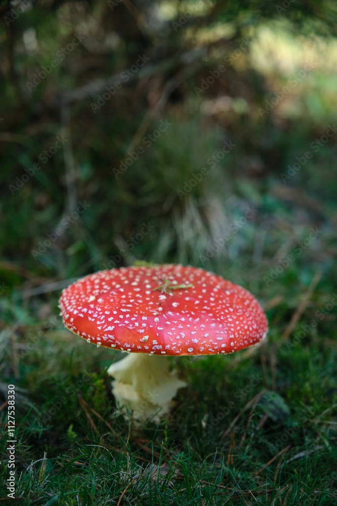 Beautiful fly agaric on a green meadow Beautiful fly agaric on a green meadow