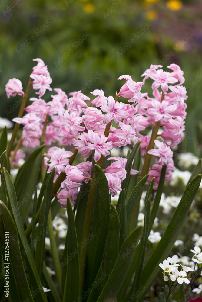 Soft pink double hyacinth in the garden, multi-flowered spring flower, background Soft pink double hyacinth in the garden, multi-flowered spring flower, background