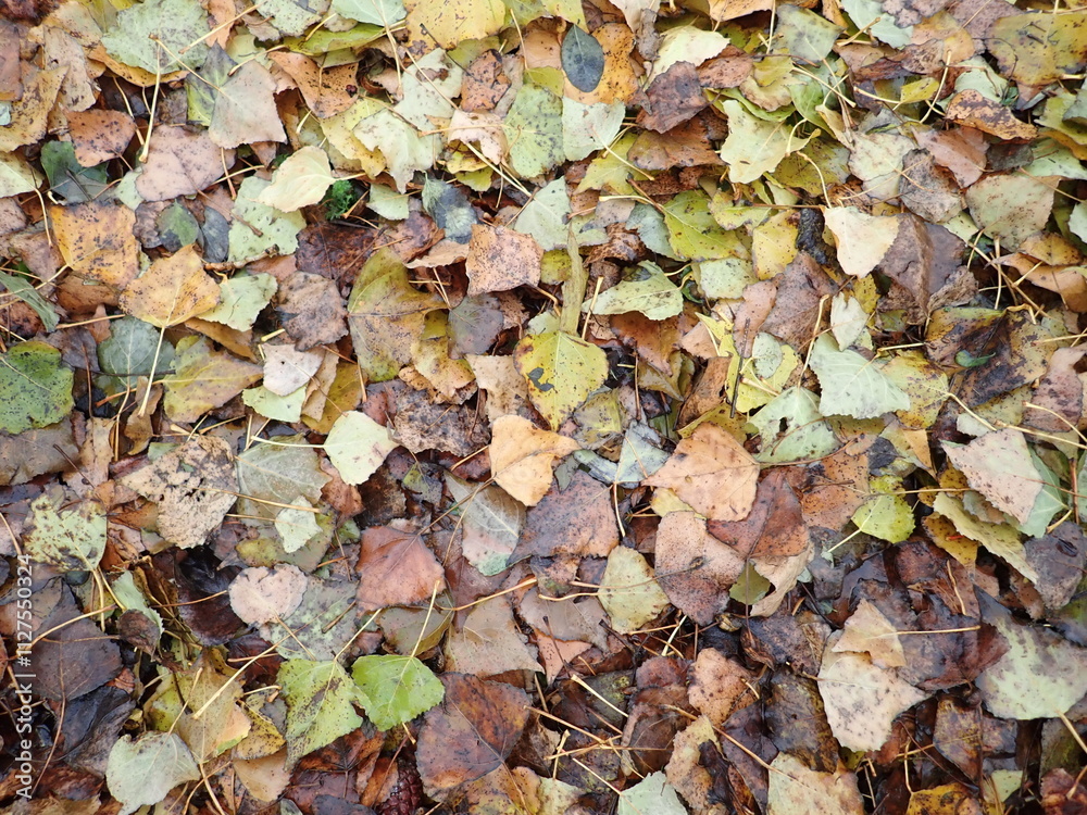 autumn fallen colorfull dry leaves autumn fallen colorfull dry leaves