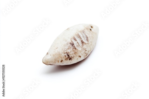 Close-up of a single white sea snail shell on a white background, suitable for use in designs related to marine life or coastal themes photo