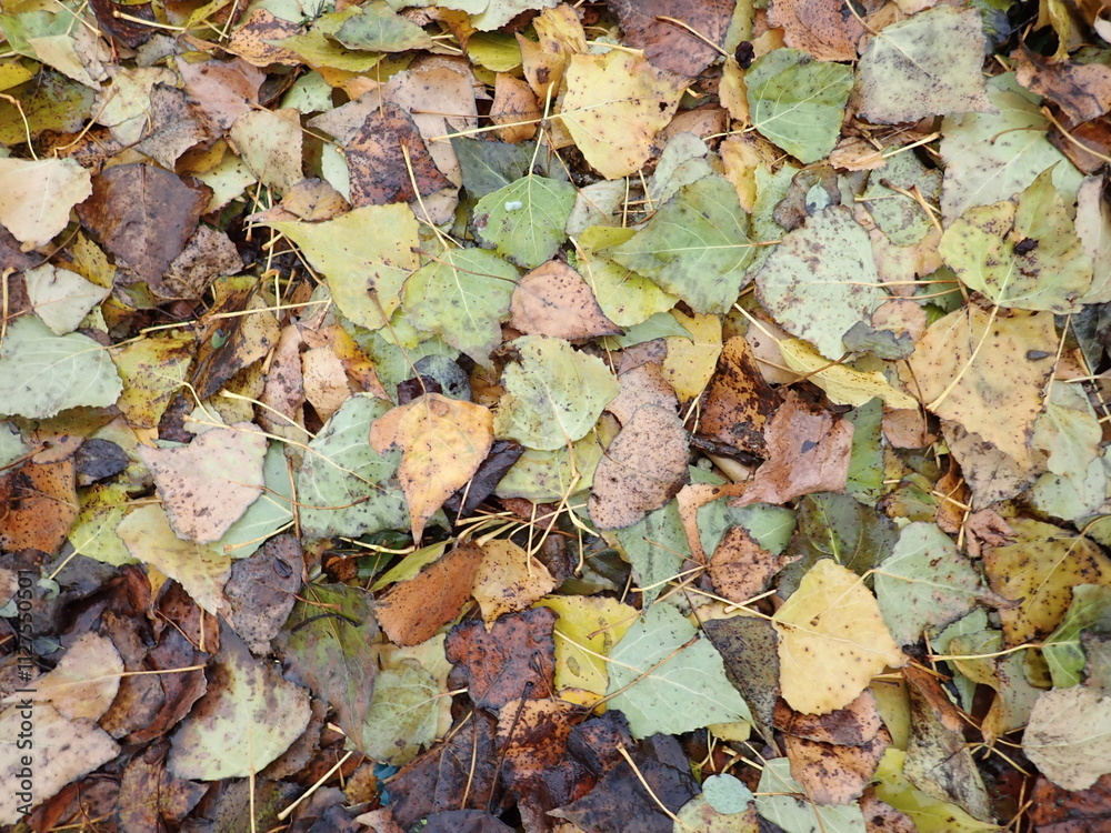 autumn fallen colorfull dry leaves autumn fallen colorfull dry leaves