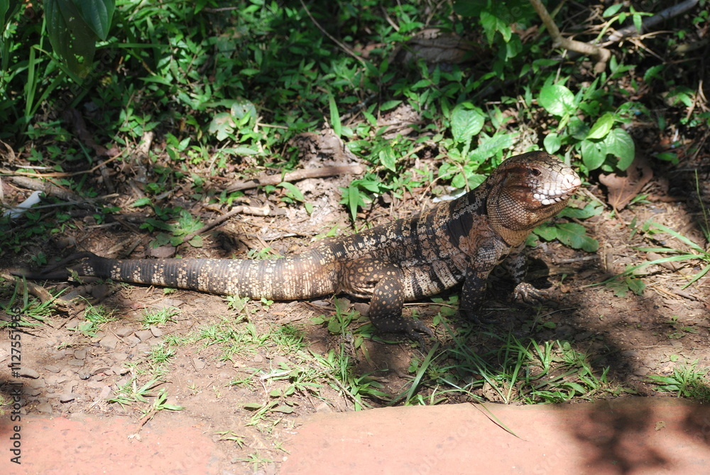 Iguana overa. Foto tomada durante la excursión a las Cataratas del Iguazú del lado argentino. 