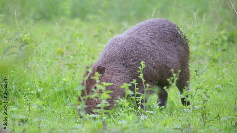 Capybaras Grazing Peacefully in Green Habitat Capybaras Grazing Peacefully in Green Habitat
