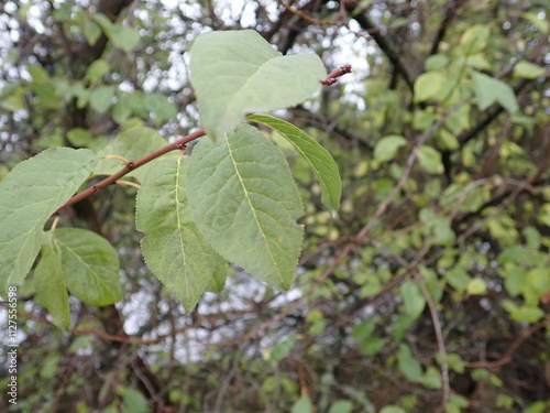 detail of green tree branch photo