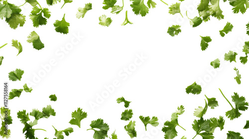 Green cilantro leaves ready for cooking