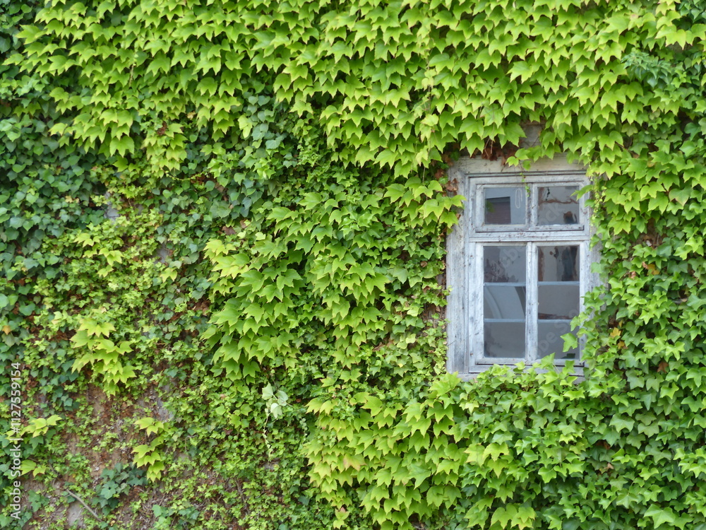 Begrünte Fassade eines alten Wohnhaus mit Sprossenfenster im Sommer in Wettenberg Krofdorf-Gleiberg bei Gießen in Hessen Begrünte Fassade eines alten Wohnhaus mit Sprossenfenster im Sommer in Wettenberg Krofdorf-Gleiberg bei Gießen in Hessen