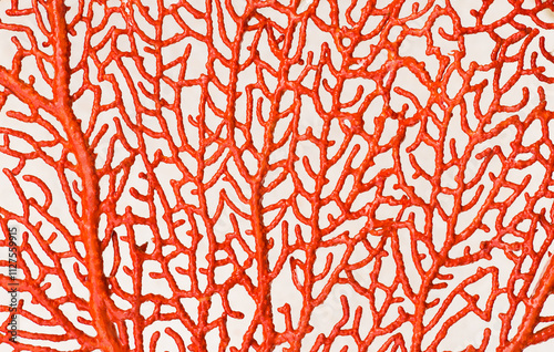 Red Sea Fan coral, close up photo