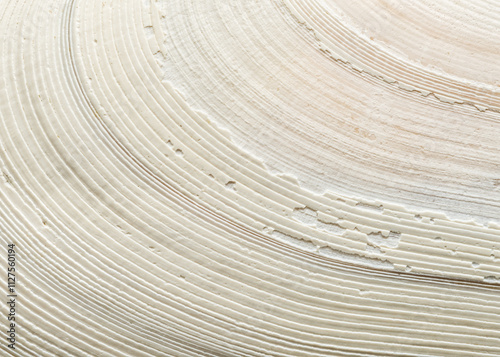 Close-up of bodega tellin clam shell on Washington coast photo