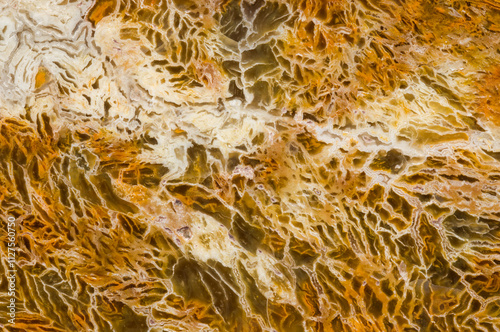 Natural fossil texture with intricate patterns and earthy tones photo