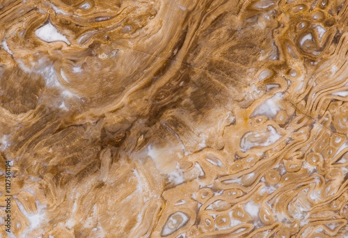 Intricate Fossil Patterns in Natural Earth Tones photo