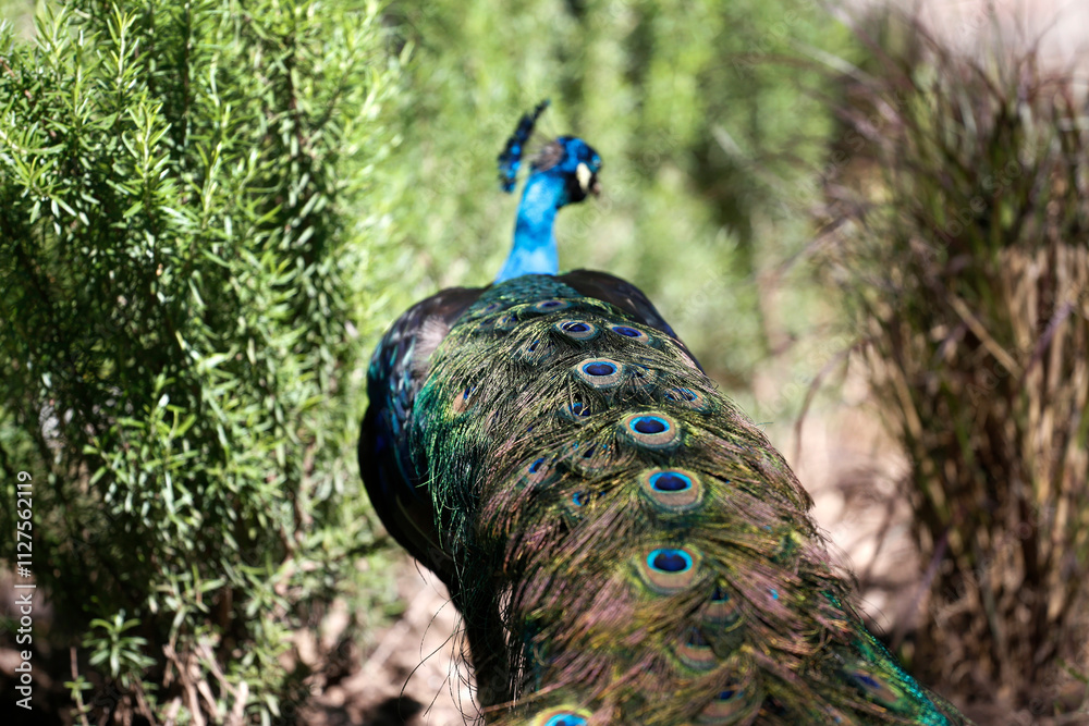 Obraz premium Peacock with blue and green plumage walking free in the park seen from behind. Male peacock. Domestic farm bird. Wild bird.