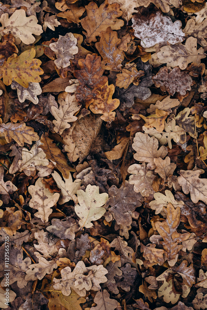 Fallen oak leaves creating a textured autumnal blanket Fallen oak leaves creating a textured autumnal blanket