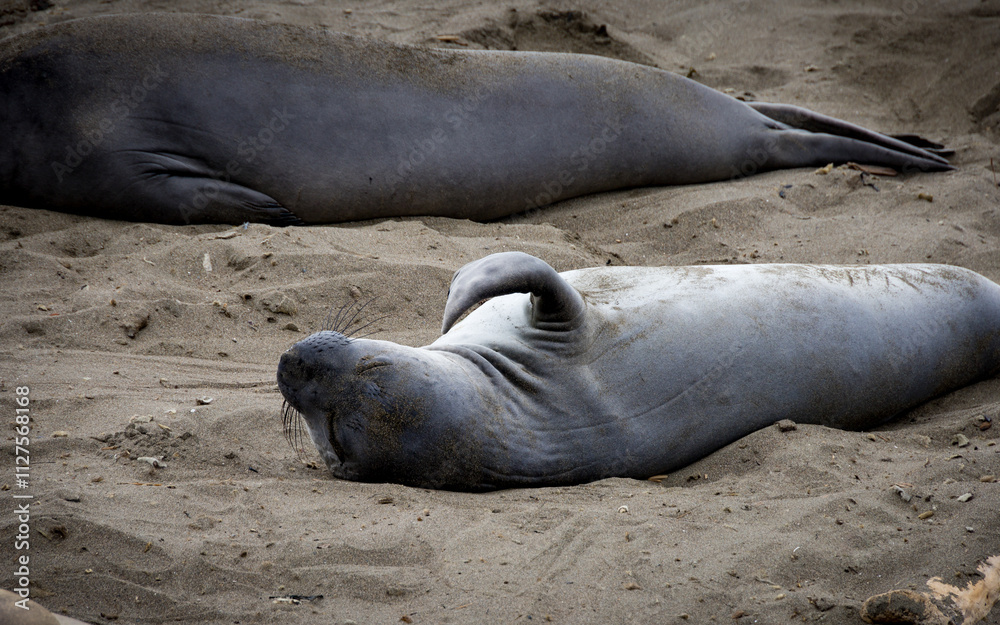Fototapeta premium Wildlife scene at Elephant Seal Vista Point, San Simeon, California