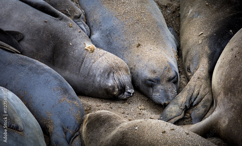 Wildlife scene at Elephant Seal Vista Point, San Simeon, California Wildlife scene at Elephant Seal Vista Point, San Simeon, California