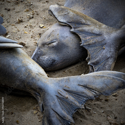 Wildlife scene at Elephant Seal Vista Point, San Simeon, California