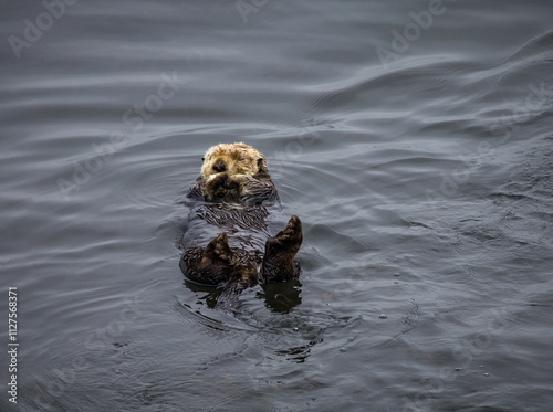 Closeup of an Otter swimming and relaxing, Morro Bay, California