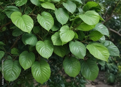 Fresh wild betel leafbush leaves as natural diabetes treatment, natural, alternative medicine, diabetes treatment, green photo