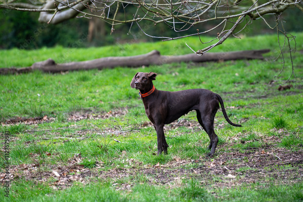 Walking with dogs on Parliament hill and urban park Hampstead Heath with old aok frees, hills and view points, North London, UK Walking with dogs on Parliament hill and urban park Hampstead Heath with old aok frees, hills and view points, North London, UK