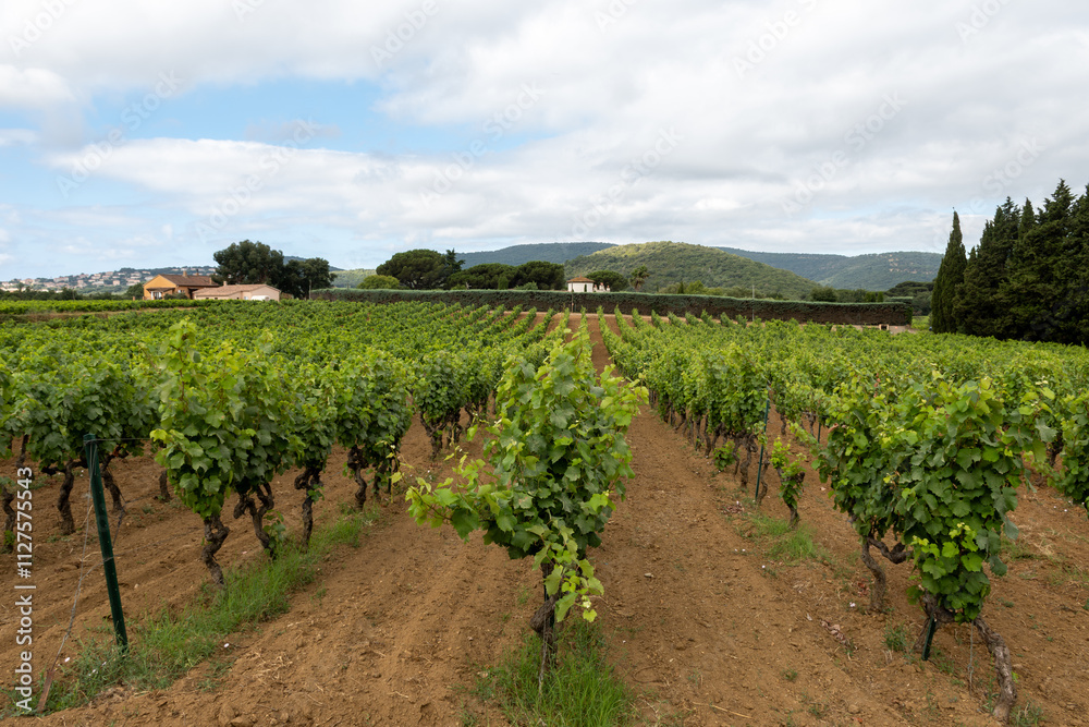 Rows of wine grapes plants on vineyards in south of France near Saint-Tropez and Gassin, rose wine making Rows of wine grapes plants on vineyards in south of France near Saint-Tropez and Gassin, rose wine making