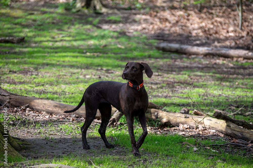 Walking with dogs on Parliament hill and urban park Hampstead Heath with old aok frees, hills and view points, North London, UK Walking with dogs on Parliament hill and urban park Hampstead Heath with old aok frees, hills and view points, North London, UK