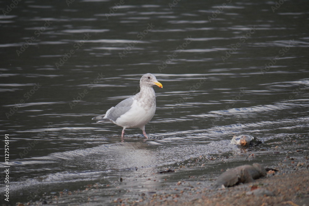 Seagull at Kilby Park Campground during a fall season in Harrison Mills, British Columbia, Canada Seagull at Kilby Park Campground during a fall season in Harrison Mills, British Columbia, Canada