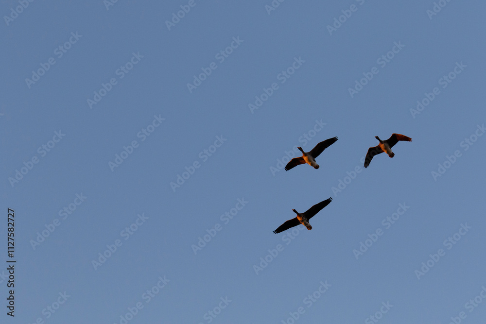 Three geese soar against a clear, light-blue sky. Birds in flight. Clear weather. Three geese soar against a clear, light-blue sky. Birds in flight. Clear weather.