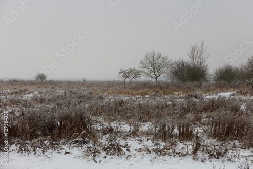 Wallpaper Mural Winter landscape: frosted brush and trees under a gray sky, snow-covered ground. Torontodigital.ca