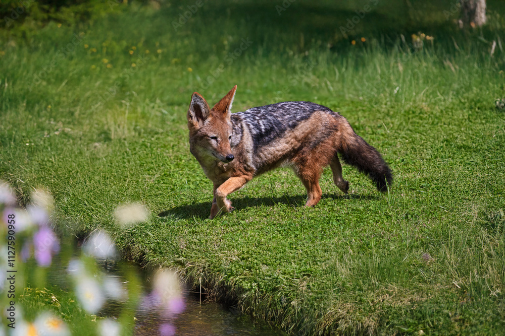 photograph of an African fox in its natural habitat in the middle of nature photograph of an African fox in its natural habitat in the middle of nature