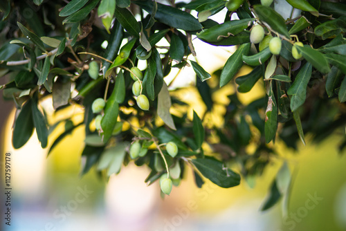 Green olives growing in tree branches on a beautiful light scene