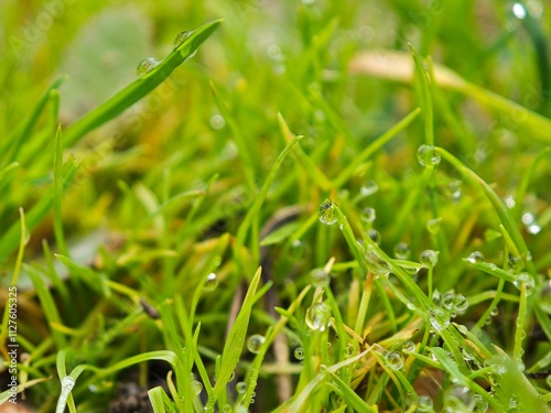 green grass with dew drops