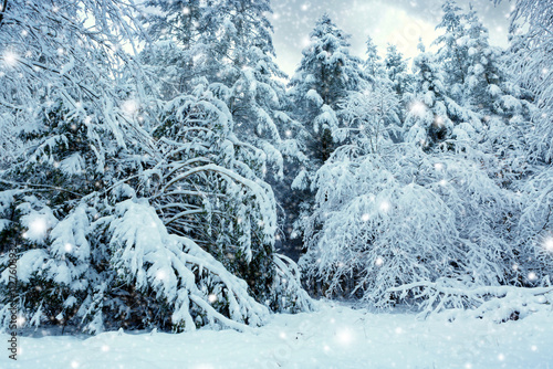 Merry Christmas background with snowfall in winter forest.
