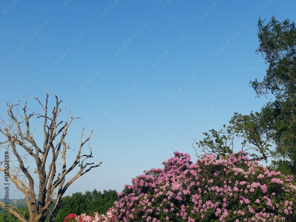 Beautiful pink rhododendrons beside tree with no foliage Beautiful pink rhododendrons beside tree with no foliage