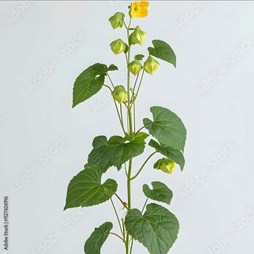 A healthy Atibala plant Abutilon indicum with soft heartshaped green leaves small yellow flowers and distinct round fruit pods The plant stands upright displaying vibr