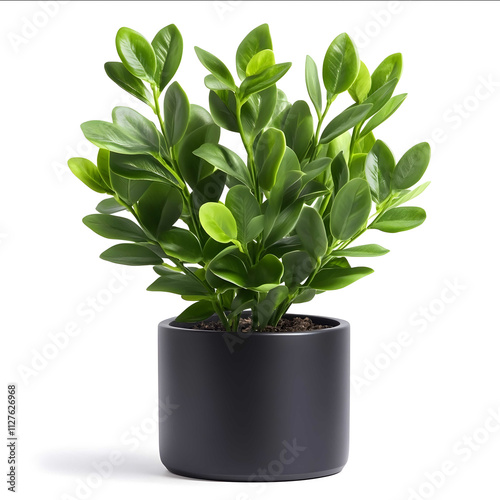 A small ZZ plant with waxy dark green leaves potted in a sleek matte black planter isolated on a white background The plants glossy leaves are upright centered and ult