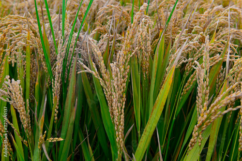 Mature rice in the field photo