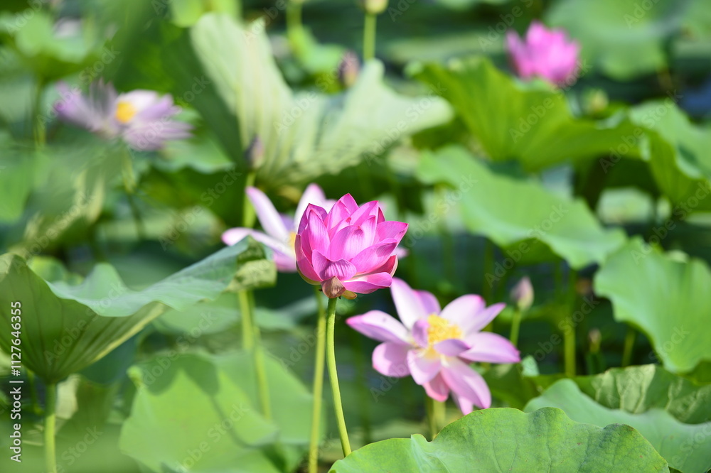 Blooming lotus flowers in the park