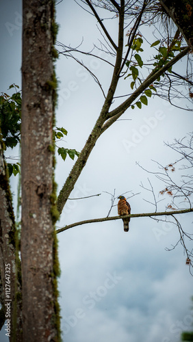 Falcon perched on a tree branch