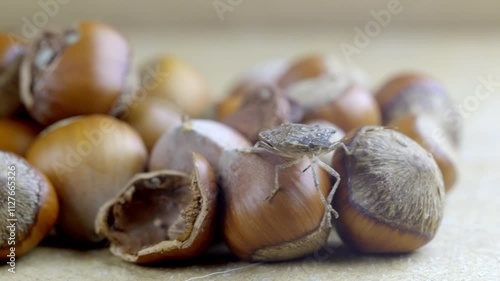 Halyomorpha Halys on hazelnuts. Macro image harmful agricultural insects. Beetle skunk harms hazelnut farming in Turkey