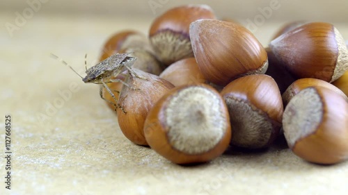 Halyomorpha Halys on hazelnuts. Macro image harmful agricultural insects. Beetle skunk harms hazelnut farming in Turkey