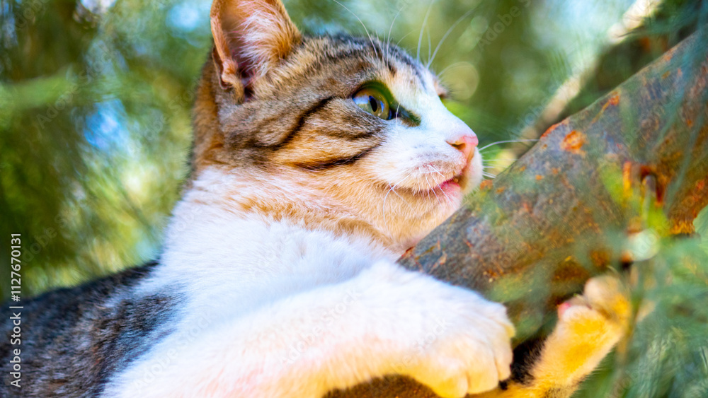 Fototapeta premium cat on a tree