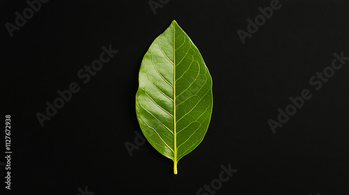single green leaf with perfectly symmetrical veins on dark background, showcasing its intricate details and natural beauty