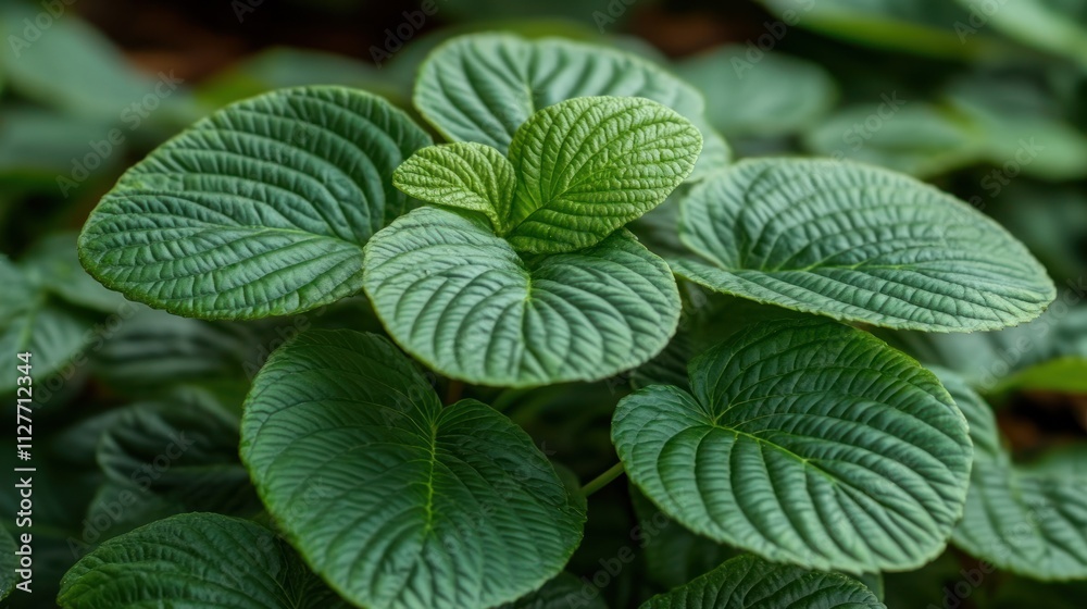 Lush green foliage with prominent veins. Lush green foliage with prominent veins.