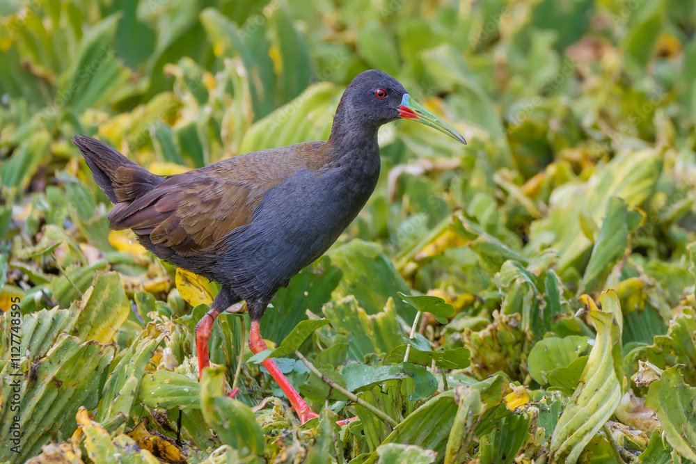 Plumbeous rail (Pardirallus sanguinolentus) Plumbeous rail (Pardirallus sanguinolentus)