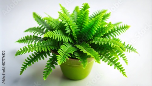 Top Down View Green Potted Nephrolepis Fern Plant, Tilt-Shift Photography, Miniature Garden, Botany, Houseplant