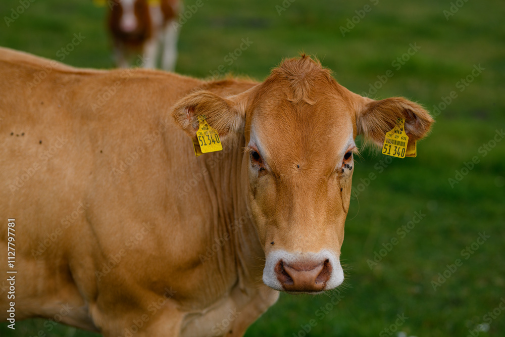 Brown grazing cow. Hereford cows at field. Cow face closeup. Grazing cow at green pasture. Countryside landscape and pasture for cows. Cow herd in the countryside. Cows on farmland. Milk farm. Brown grazing cow. Hereford cows at field. Cow face closeup. Grazing cow at green pasture. Countryside landscape and pasture for cows. Cow herd in the countryside. Cows on farmland. Milk farm.